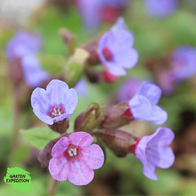 Geflecktes Lungenkraut (Pulmonaria officinalis)