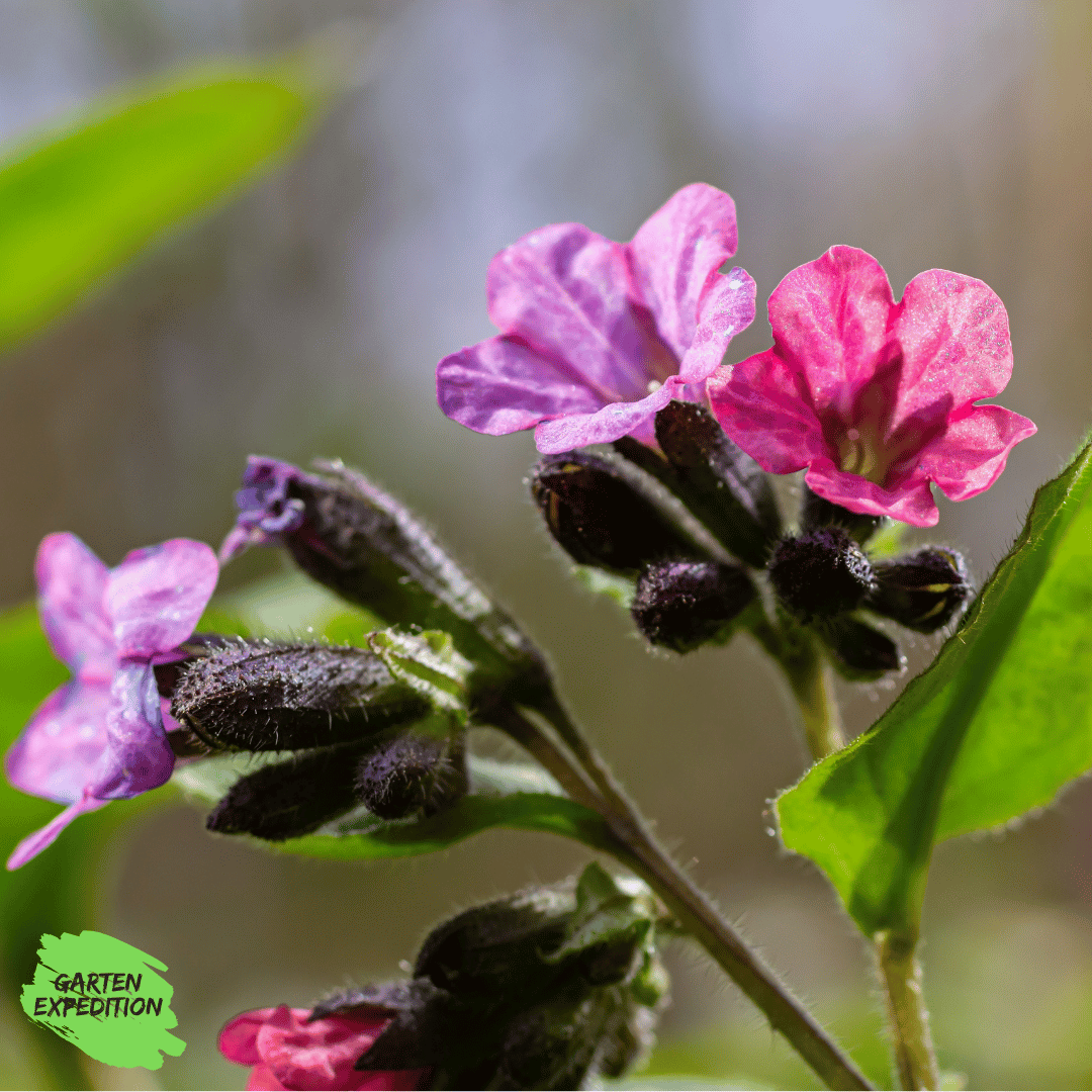 Geflecktes Lungenkraut (Pulmonaria officinalis)