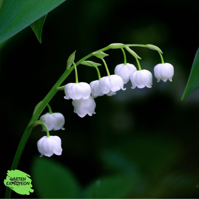 Maiglöckchen (Convallaria majalis) Maiglöckchen (Convallaria majalis)