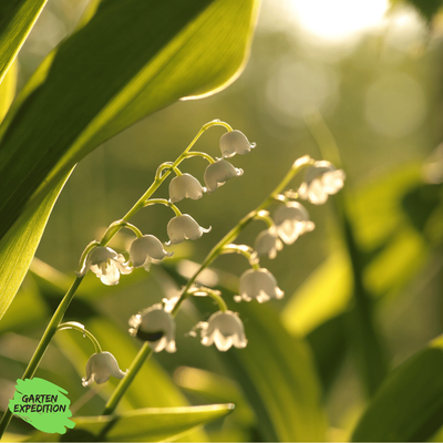 Maiglöckchen (Convallaria majalis)