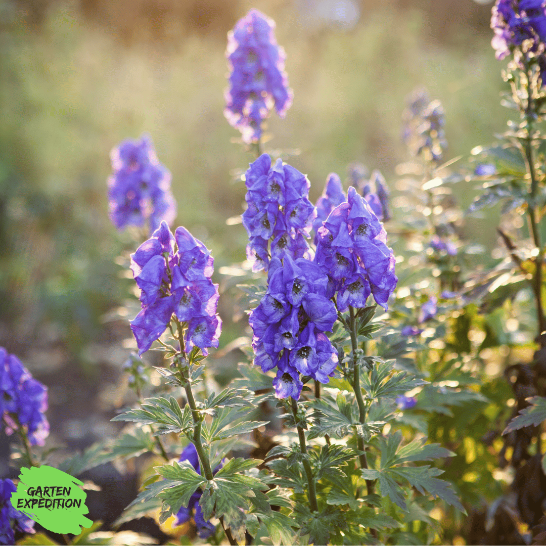 Blauer Eisenhut (Aconitum napellus)