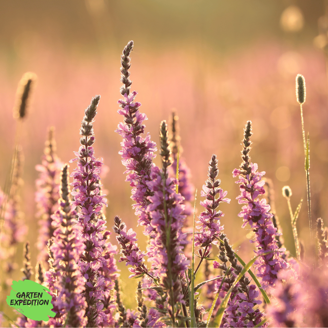 Blutweiderich (Lythrum salicaria)