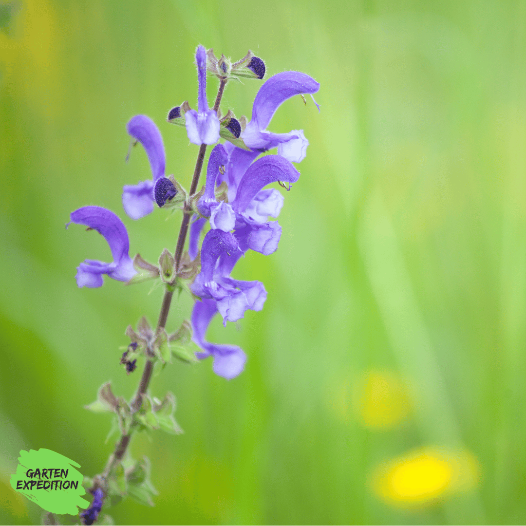 Wiesensalbei (Salvia pratensis)
