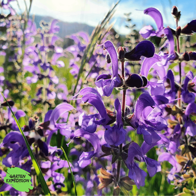 Wiesensalbei (Salvia pratensis)