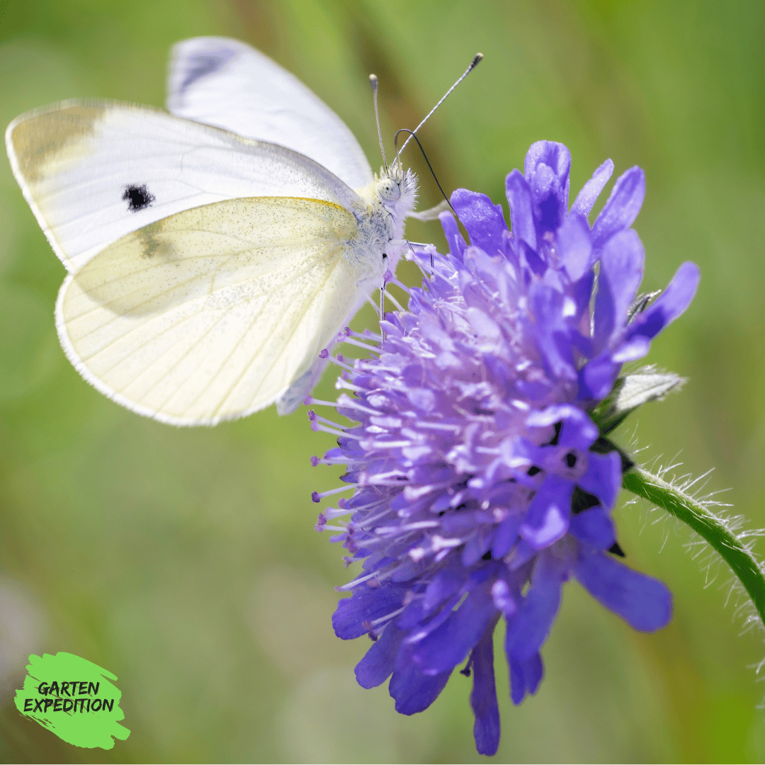 Acker-Witwenblume (Knautia arvensis)