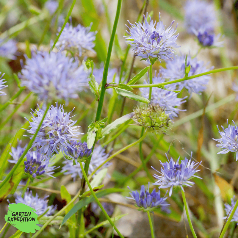 Ausdauerndes Sandglöckchen (Jasione laevis) - Sorte: Blaulicht