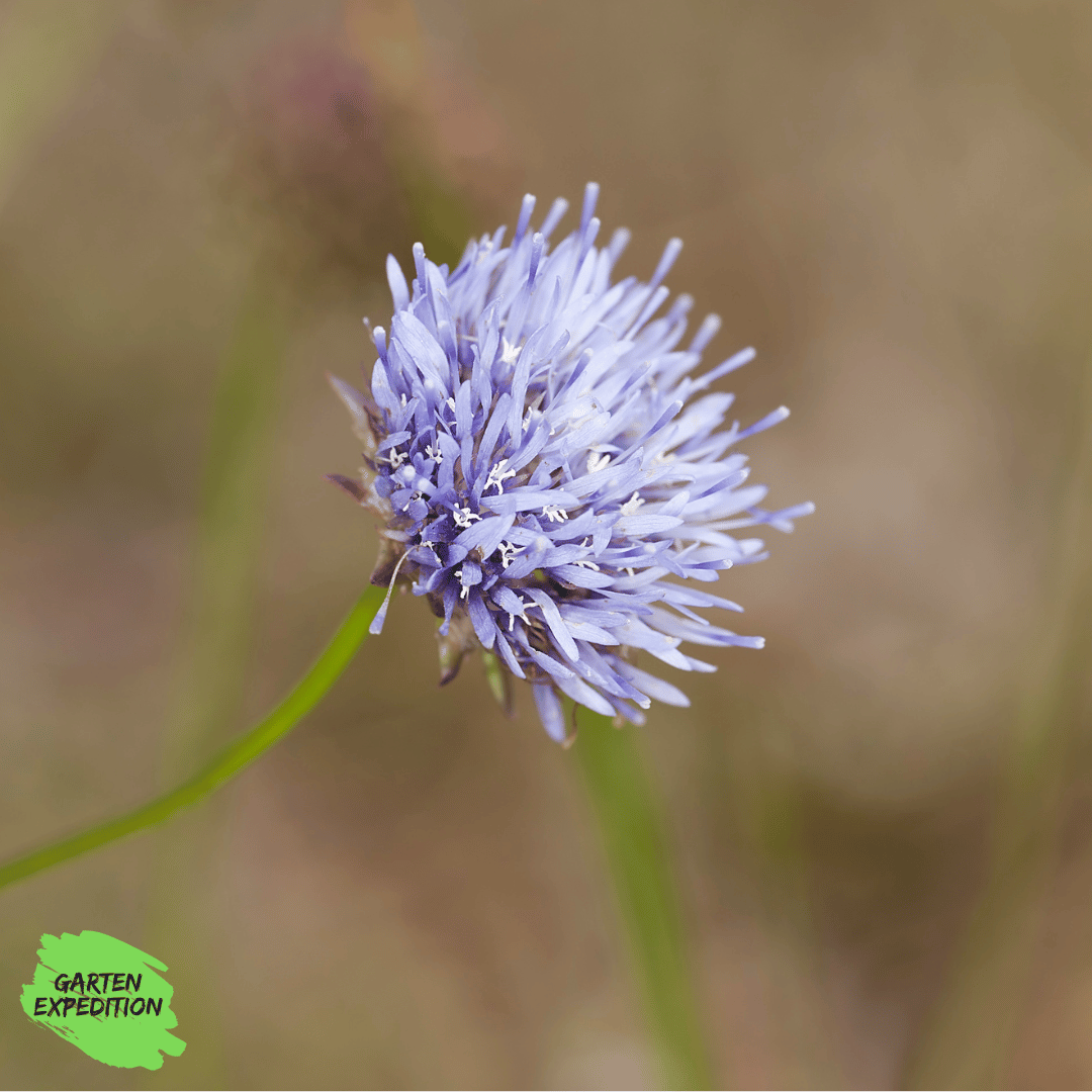 Ausdauerndes Sandglöckchen (Jasione laevis) - Sorte: Blaulicht