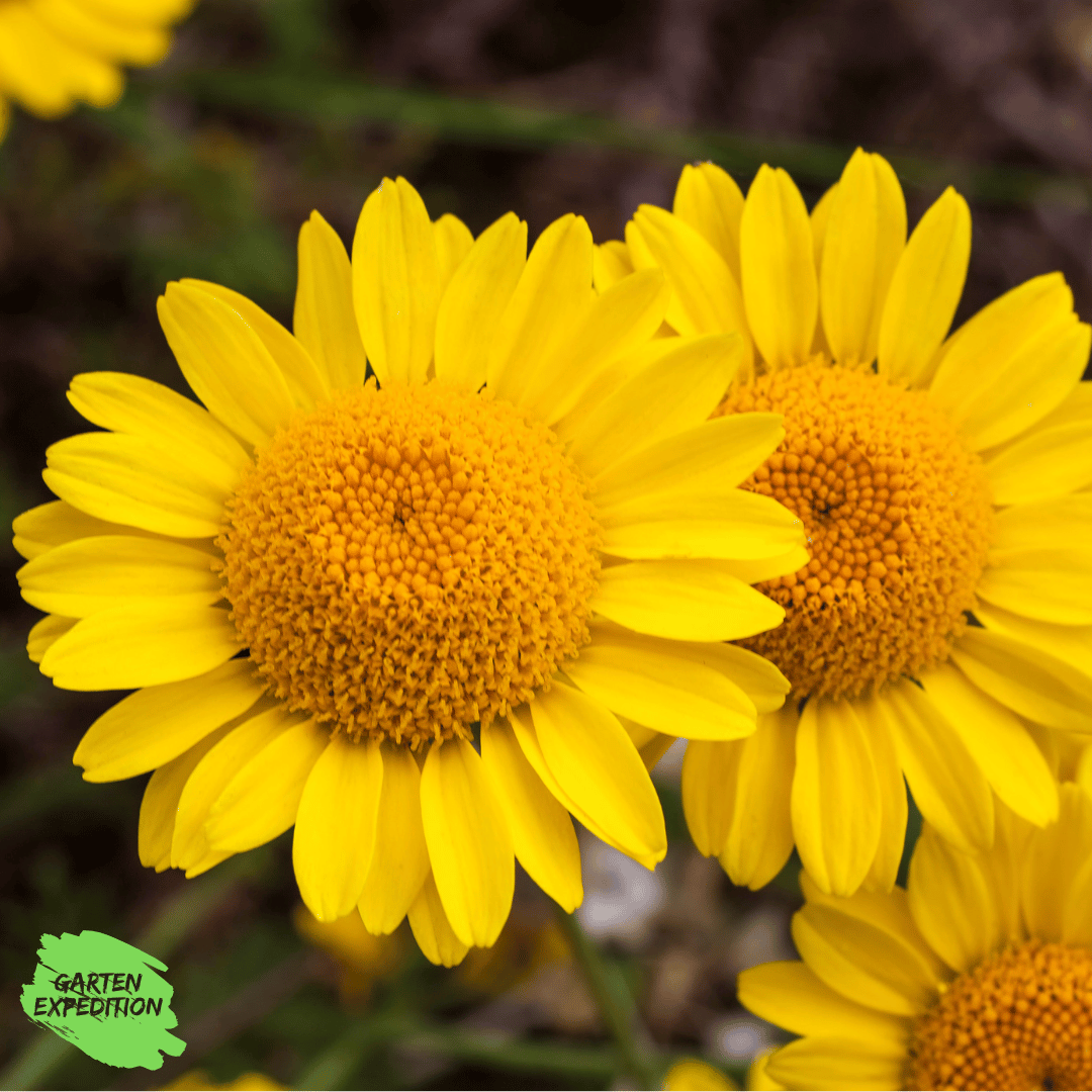 Färberkamille (Anthemis tinctoria)