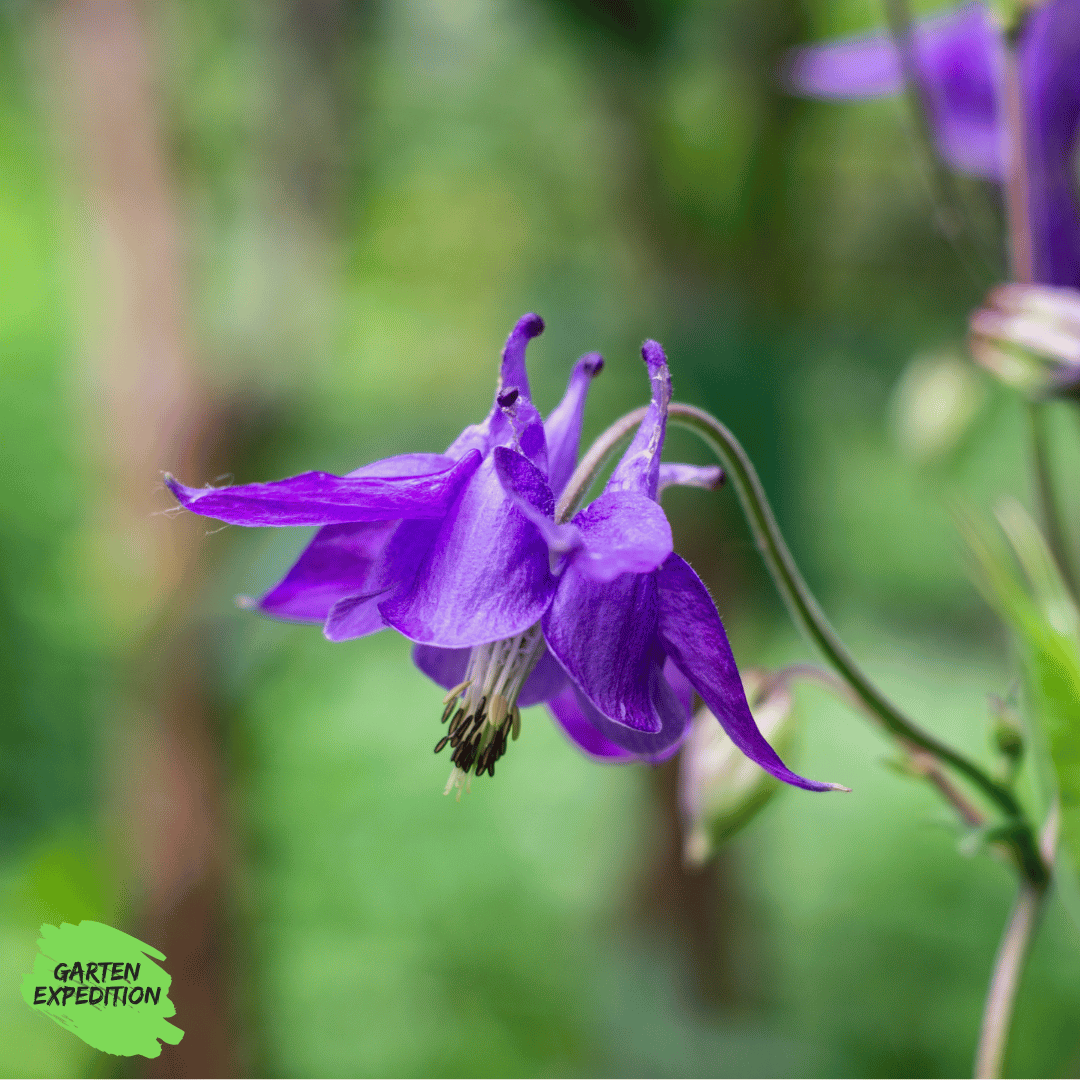 Gemeine Akelei (Aquilegia vulgaris) - Zufallsfarbe