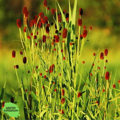 Großer Wiesenknopf (Sanguisorba officinalis)