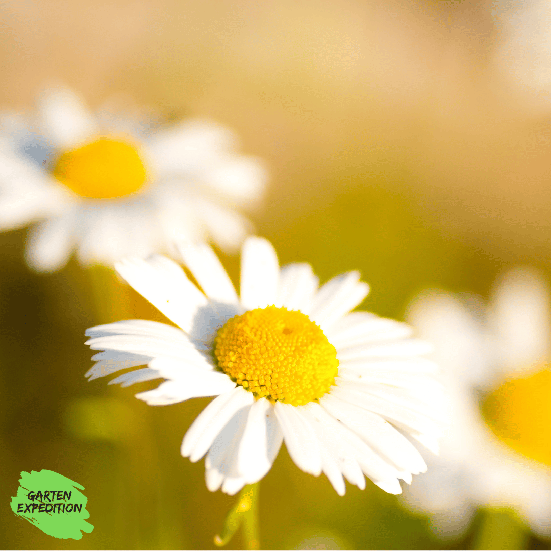 Wiesen-Margerite (Leucanthemum vulgare)