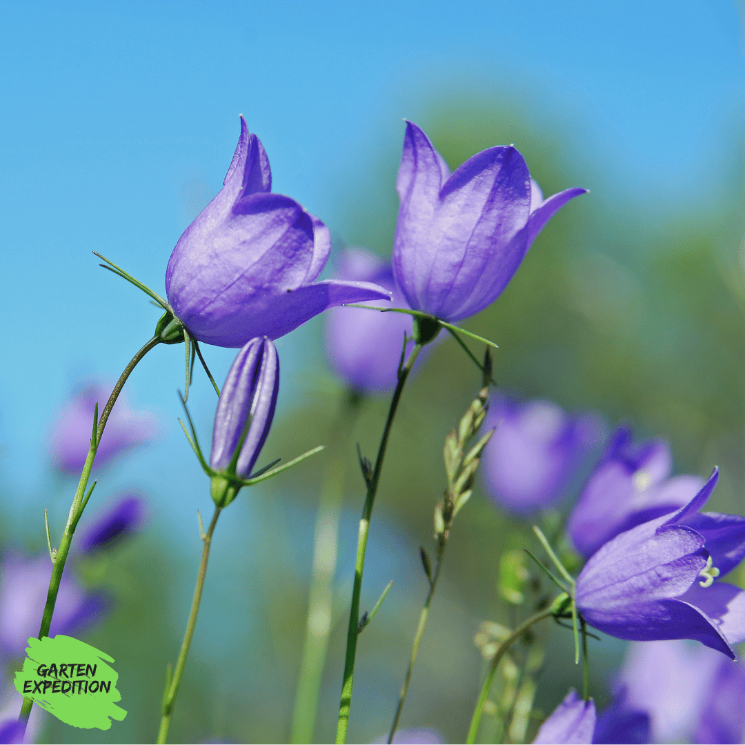 Rundblättrige Glockenblume (Campanula rotundifolia)