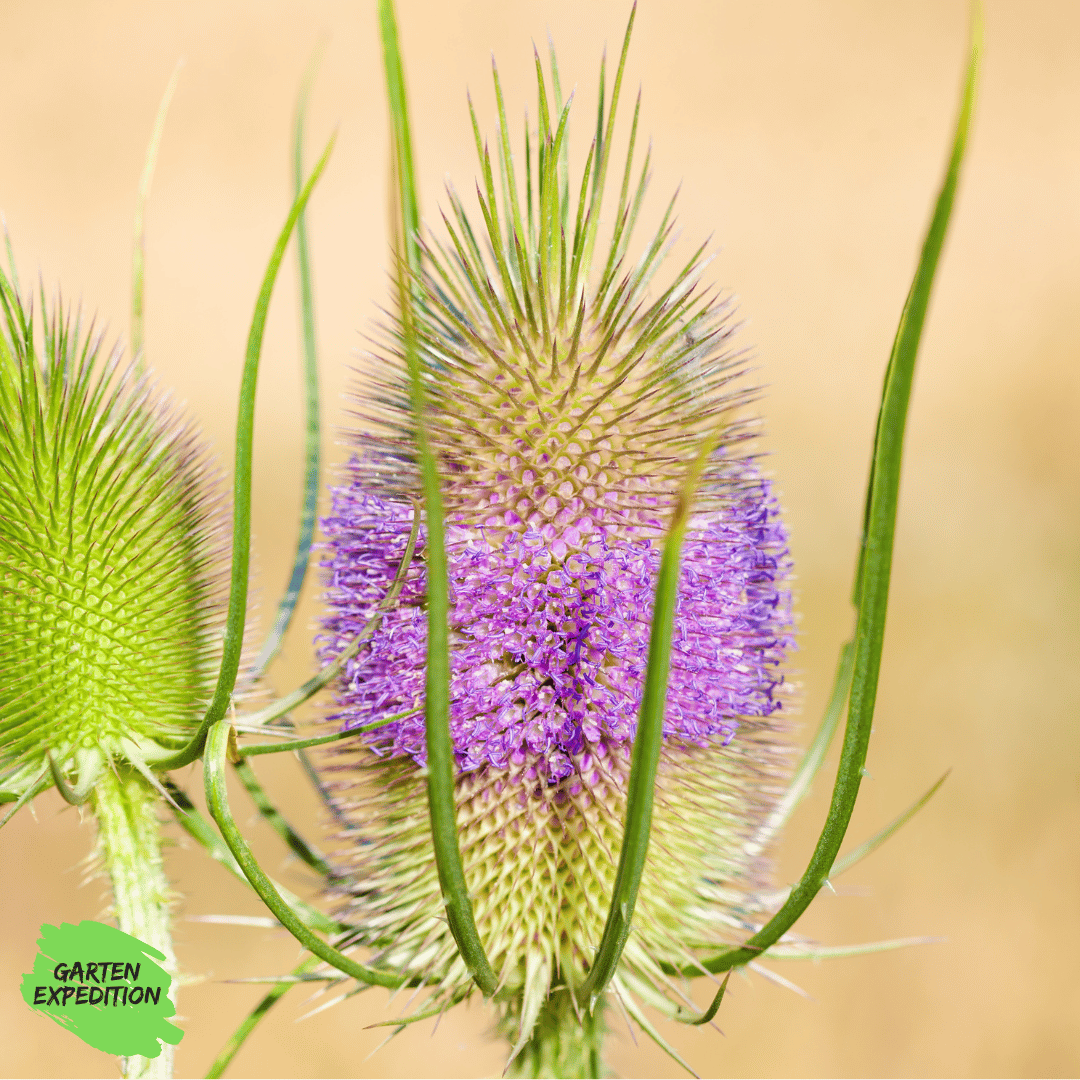 Wilde Karde (Dipsacus fullonum)