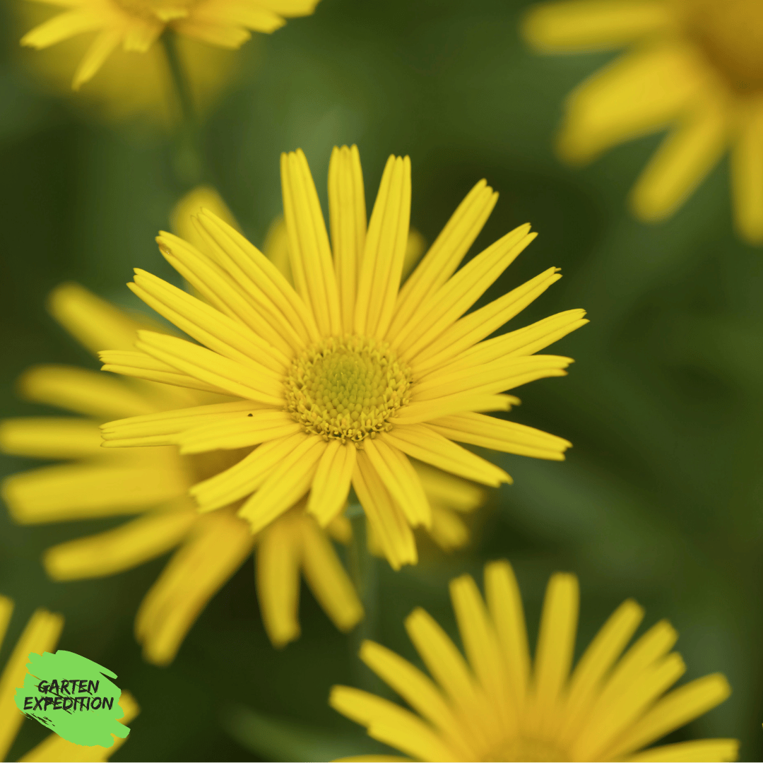 Ochsenauge (Buphthalmum salicifolium)