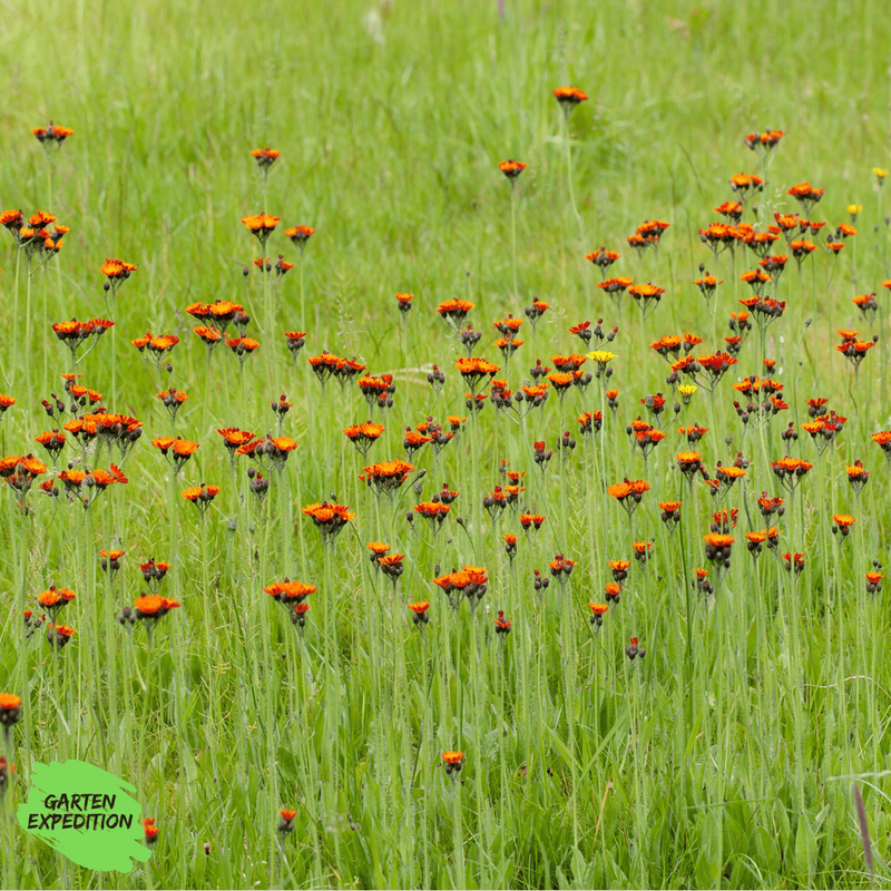 Orangerotes Habichtskraut (Hieracium aurantiacum)