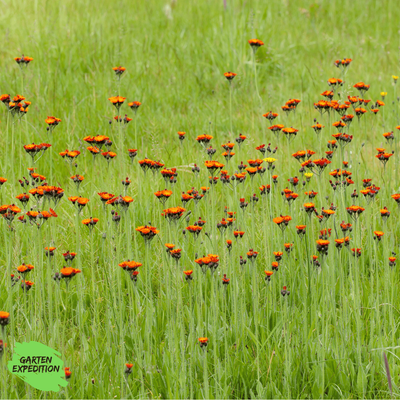 Orangerotes Habichtskraut (Hieracium aurantiacum)