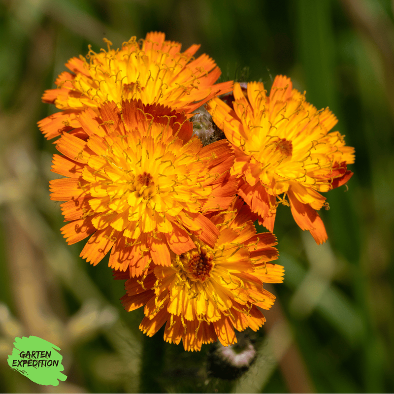 Orangerotes Habichtskraut (Hieracium aurantiacum) Orangerotes Habichtskraut (Hieracium aurantiacum)