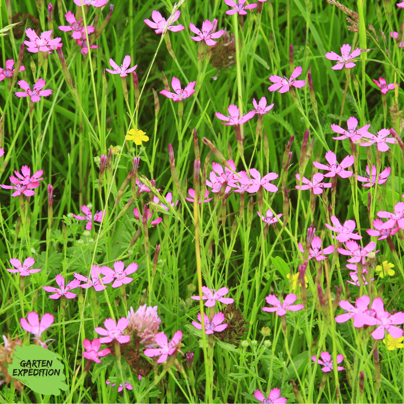 Heide-Nelke (Dianthus deltoides)