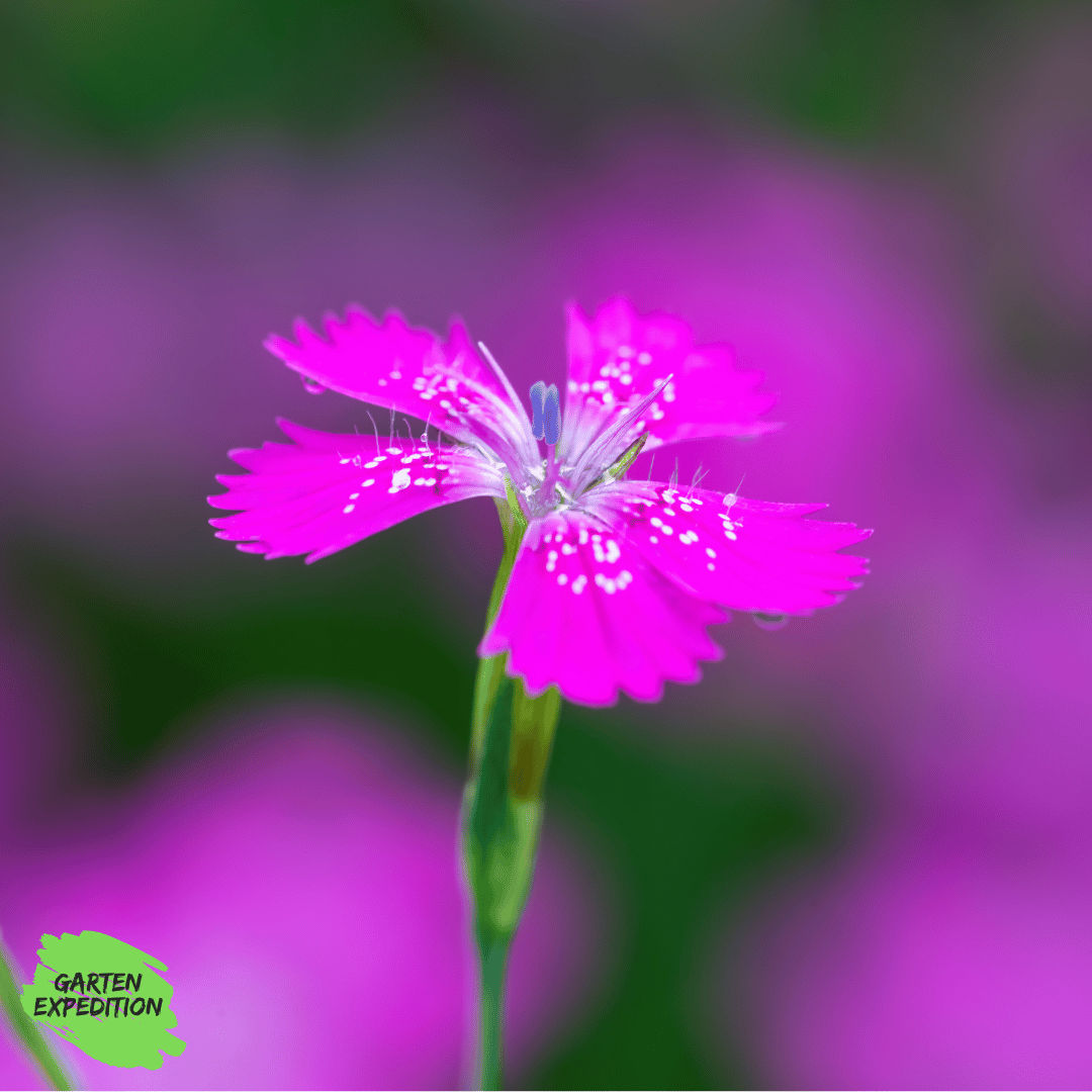 Heide-Nelke (Dianthus deltoides)