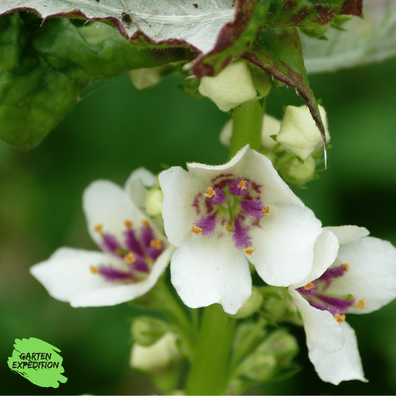 Schwarze Königskerze  (Verbascum nigrum) - Sorte: Album (weißblühend)