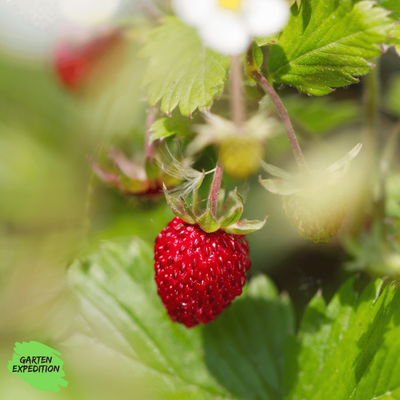 Wald-Erdbeere (Fragaria vesca var. vesca)