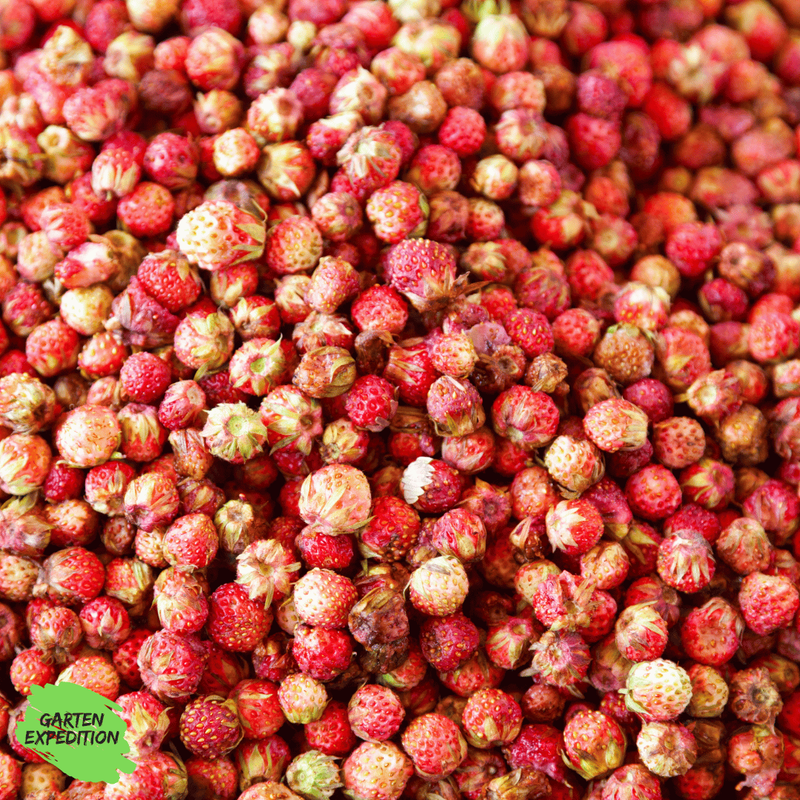 Wald-Erdbeere (Fragaria vesca var. vesca)