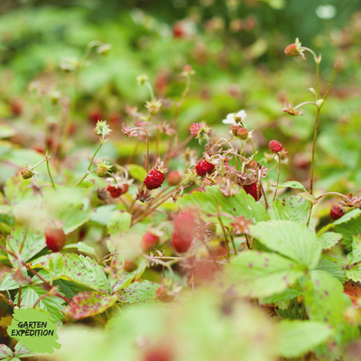 Zimt-Erdbeere / Moschus-Erdbeere
