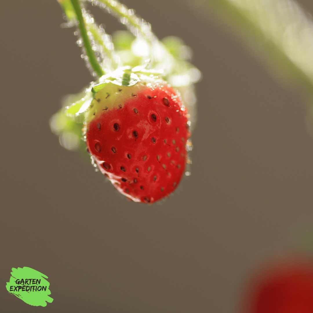 Moschus-Erdbeere - Sorte: Profumata di Tortona (Fragaria moschata)