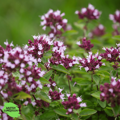 Oregano - Echter Dost (Origanum vulgare)