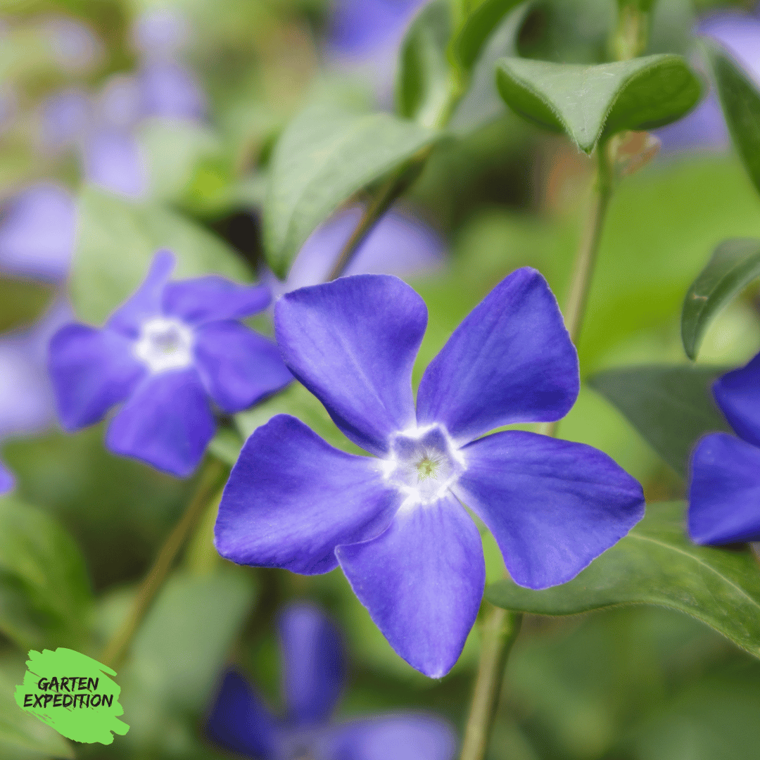 Kleines Immergrün (Vinca minor)(lila &blau)