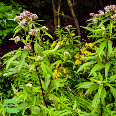 Gewöhnlicher Wasserdost (Eupatorium cannabinum)