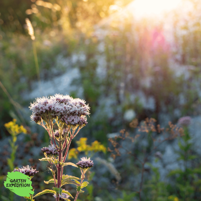 Gewöhnlicher Wasserdost (Eupatorium cannabinum) Gewöhnlicher Wasserdost (Eupatorium cannabinum)