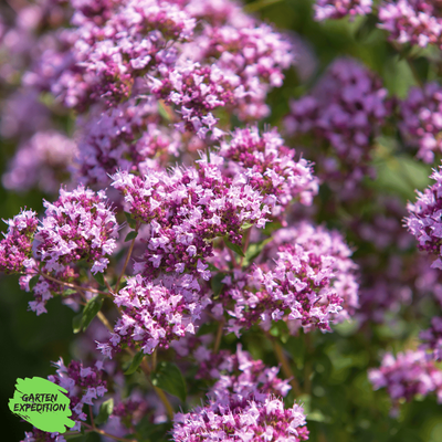 Oregano - Echter Dost (Origanum vulgare) Oregano - Echter Dost (Origanum vulgare)