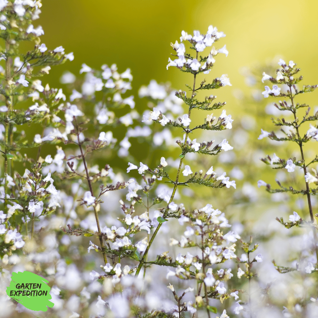 Kleinblütige Bergminze (Calamintha nepeta) - Sorte: Triumphator