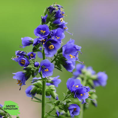 Blaue Himmelsleiter (Polemonium caeruleum) Blaue Himmelsleiter (Polemonium caeruleum)