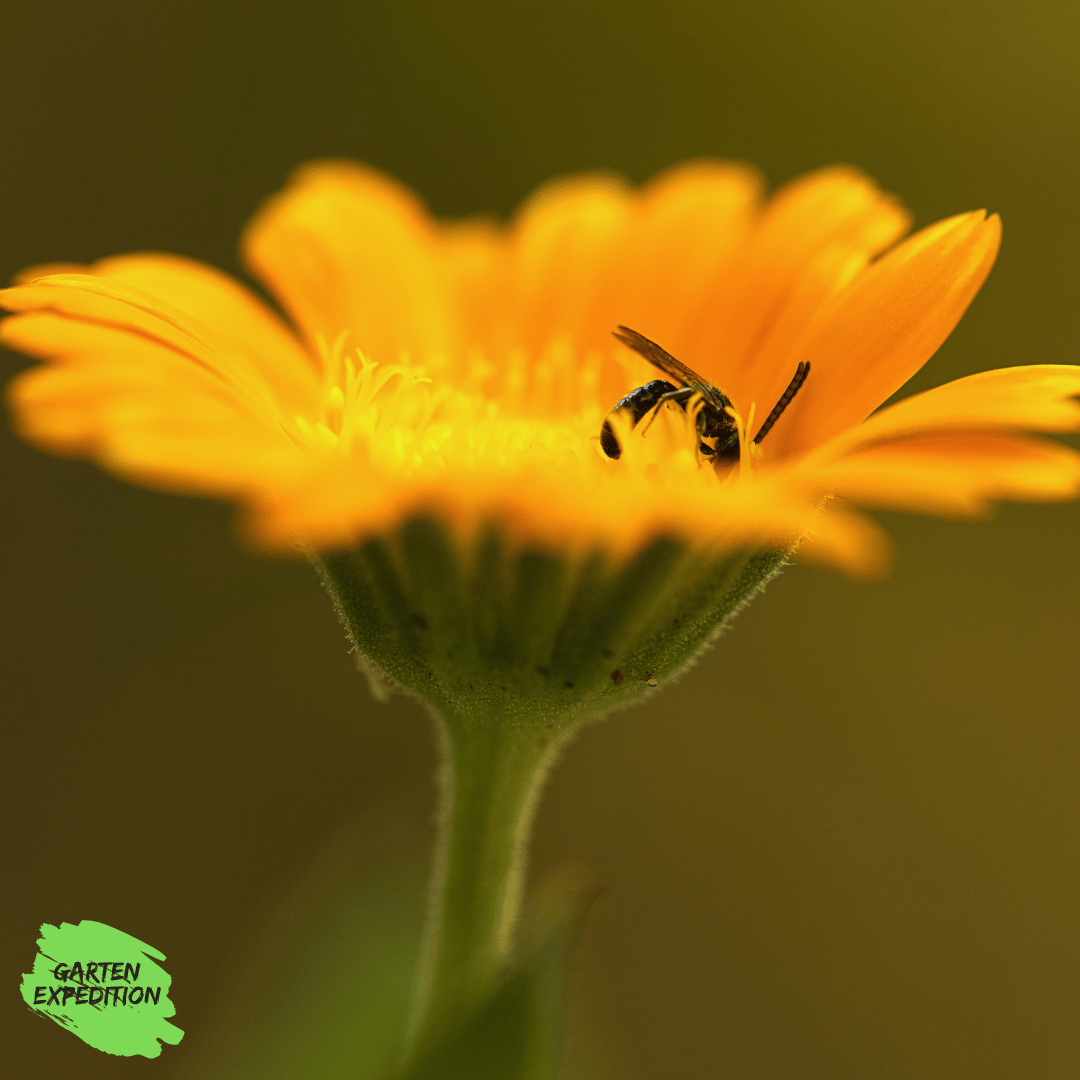 Acker-Ringelblume (Calendula arvensis)