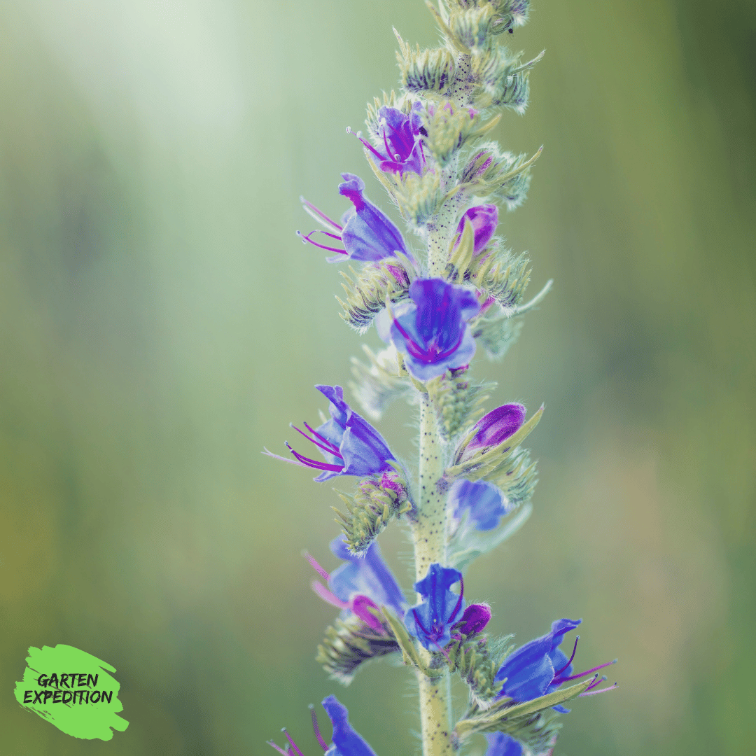 Gewöhnlicher Natternkopf (Echium vulgare)