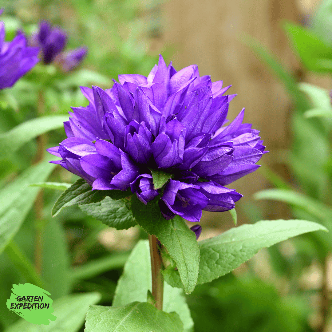 Knäuel-Glockenblume (Campanula glomerata) - Sorte: Superba