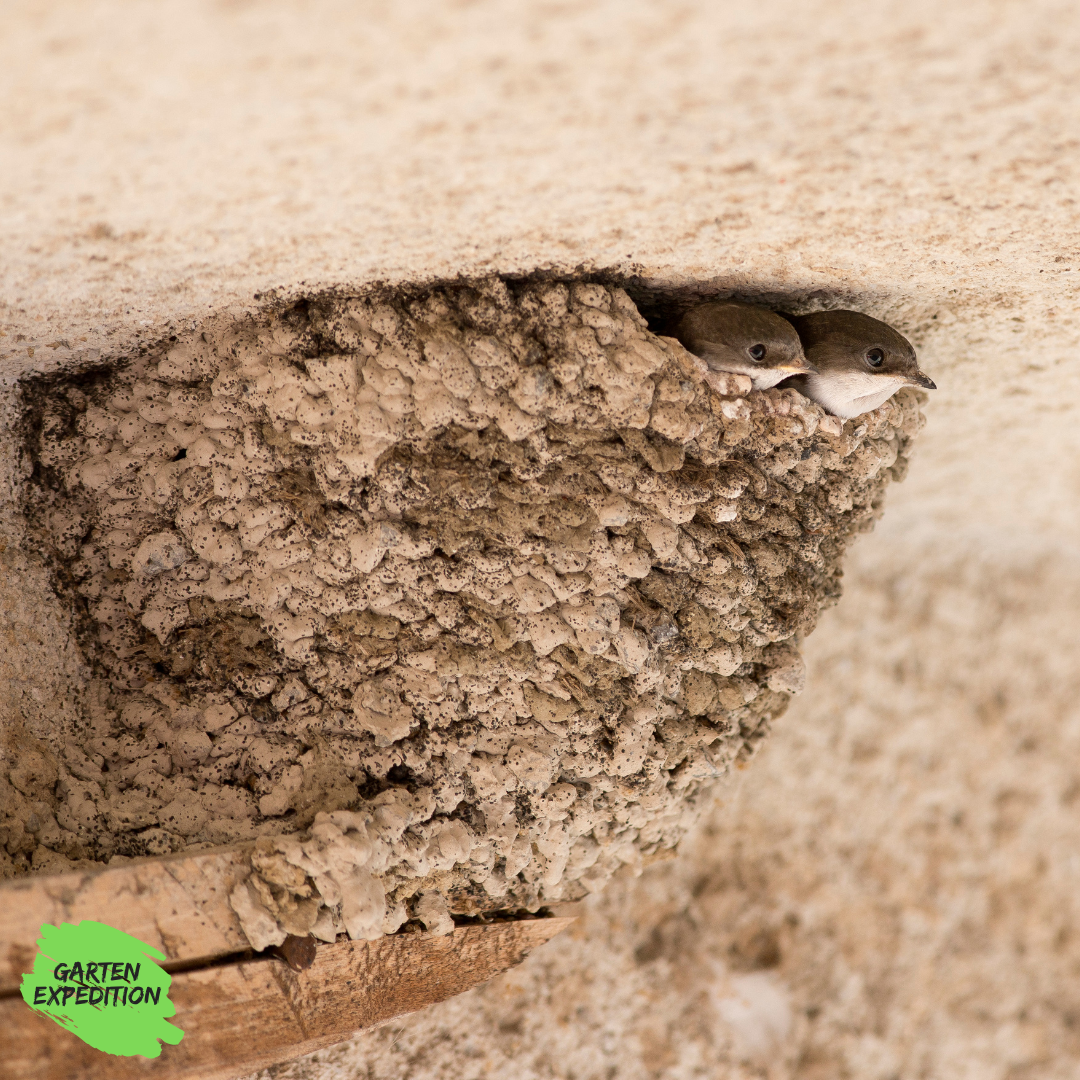 Lehm für Schwalbennester  - Nisthilfe