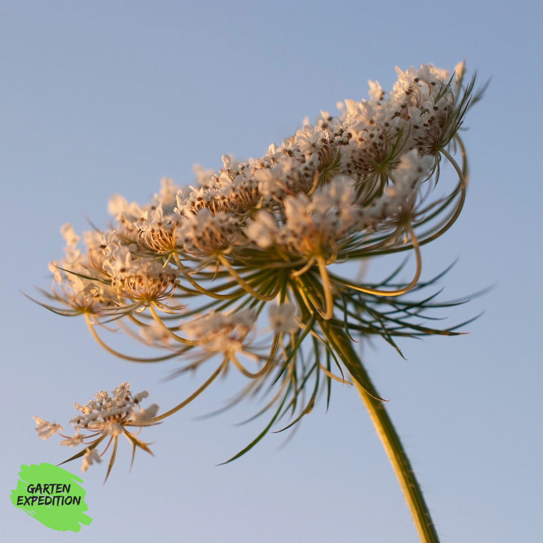 Wilde Möhre (Daucus carota)