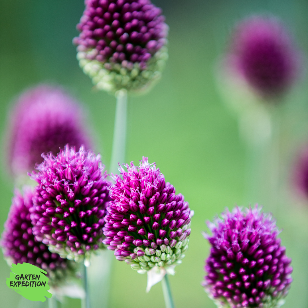 Kugelköpfiger Lauch (Allium sphaerocephalon) (Topfpflanze)