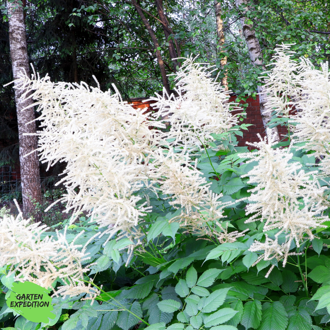 Wald-Geißbart (Aruncus dioicus)