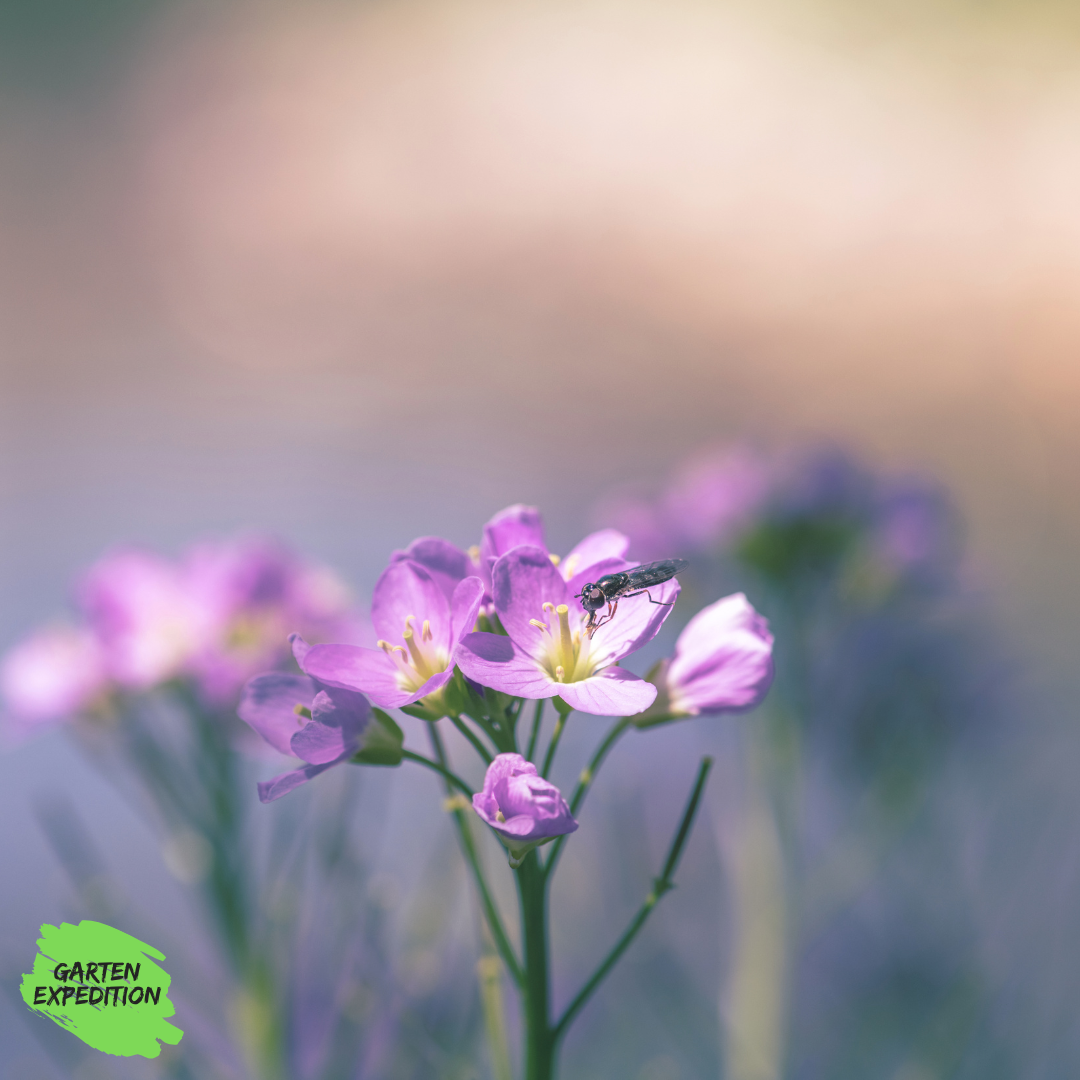 Wiesen-Schaumkraut (Cardamine pratensis)