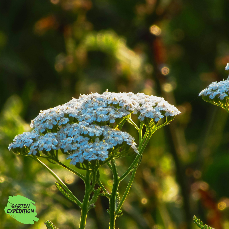 Schafgarbe (Achillea millefolium) Schafgarbe (Achillea millefolium)