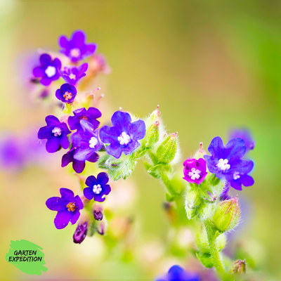 Gemeine Ochsenzunge (Anchusa officinalis) Gemeine Ochsenzunge (Anchusa officinalis)