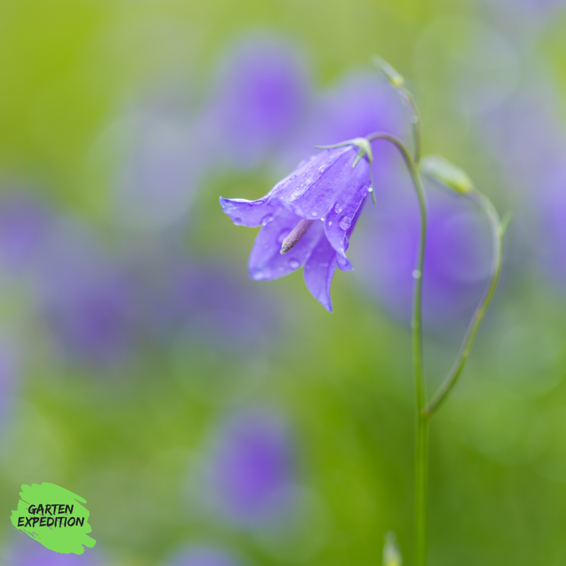 Acker-Glockenblume (Campanula rapunculoides) Acker-Glockenblume (Campanula rapunculoides)