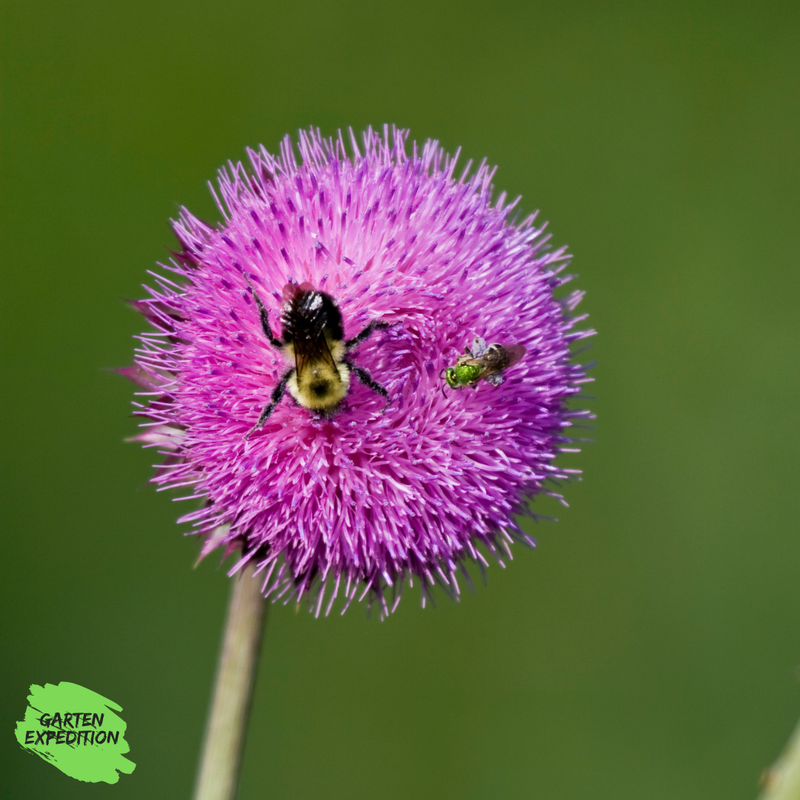 Nickende Distel (Cirsium nutans)