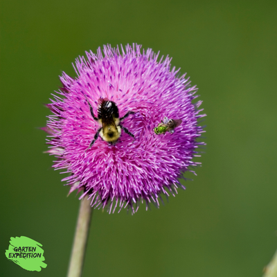 Nickende Distel (Cirsium nutans)