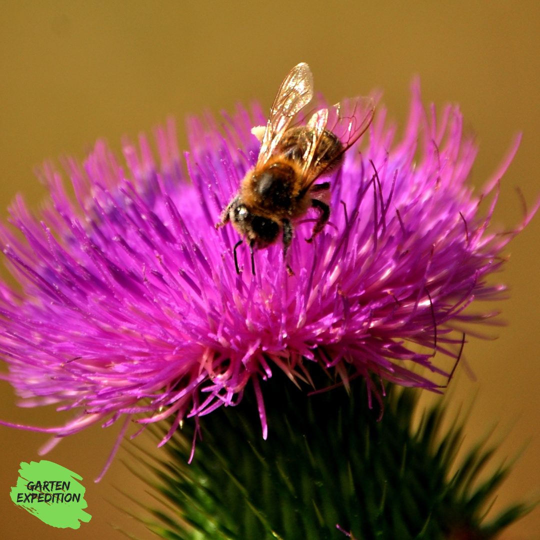 Nickende Distel (Cirsium nutans)
