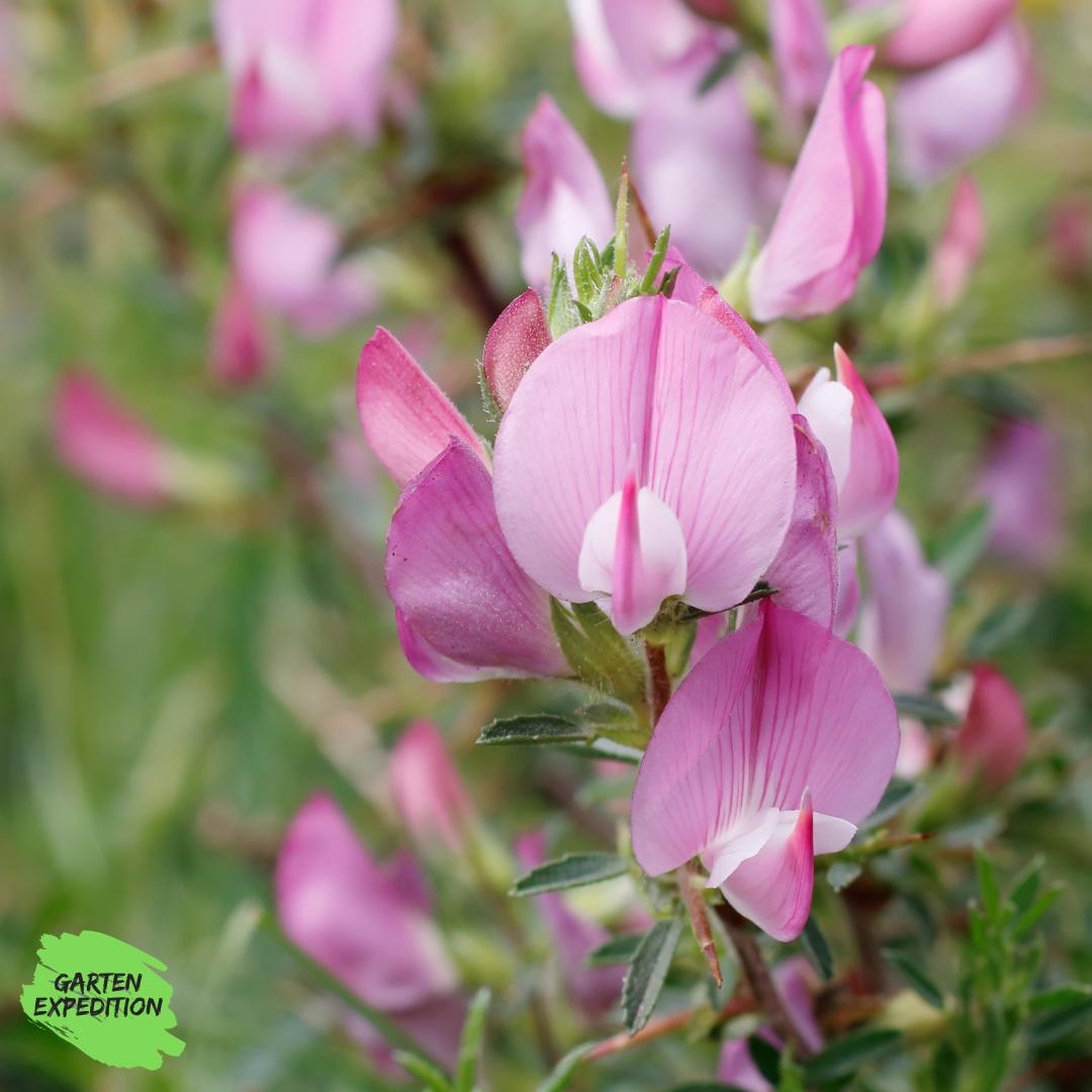 Dorniger Hauhechel (Ononis spinosa)